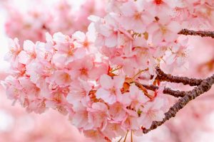 戸田川緑地、河津桜、3月の春の花、名古屋市港区の観光・撮影スポットの画像と写真