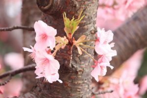 戸田川緑地、河津桜、3月の春の花、名古屋市港区の観光・撮影スポットの画像と写真