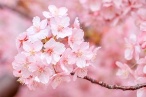 戸田川緑地、河津桜、3月の春の花、名古屋市港区の観光・撮影スポットの画像と写真