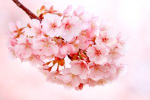 戸田川緑地、河津桜、3月の春の花、名古屋市港区の観光・撮影スポットの画像と写真