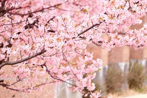 戸田川緑地、河津桜、3月の春の花、名古屋市港区の観光・撮影スポットの画像と写真