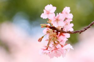 戸田川緑地、河津桜、3月の春の花、名古屋市港区の観光・撮影スポットの画像と写真