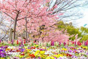 戸田川緑地、河津桜、3月の春の花、名古屋市港区の観光・撮影スポットの画像と写真