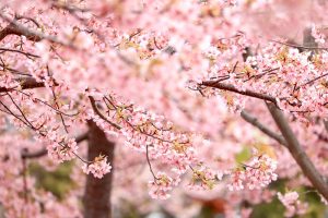 戸田川緑地、河津桜、3月の春の花、名古屋市港区の観光・撮影スポットの画像と写真戸田川緑地、河津桜、3月の春の花、名古屋市港区の観光・撮影スポットの画像と写真