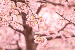 戸田川緑地、河津桜、3月の春の花、名古屋市港区の観光・撮影スポットの画像と写真