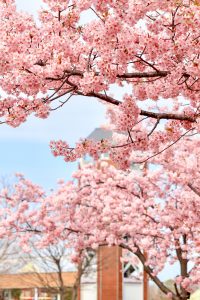 戸田川緑地、河津桜、3月の春の花、名古屋市港区の観光・撮影スポットの画像と写真