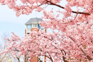 戸田川緑地、河津桜、3月の春の花、名古屋市港区の観光・撮影スポットの画像と写真