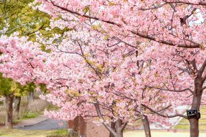 戸田川緑地、河津桜、3月の春の花、名古屋市港区の観光・撮影スポットの画像と写真