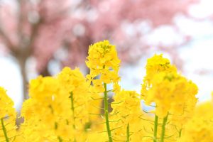 戸田川緑地、河津桜、3月の春の花、名古屋市港区の観光・撮影スポットの画像と写真
