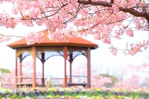 戸田川緑地、河津桜、3月の春の花、名古屋市港区の観光・撮影スポットの画像と写真