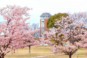 戸田川緑地、河津桜、3月の春の花、名古屋市港区の観光・撮影スポットの画像と写真
