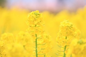 戸田川緑地、河津桜、3月の春の花、名古屋市港区の観光・撮影スポットの画像と写真