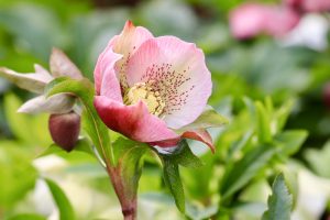 戸田川緑地、河津桜、3月の春の花、名古屋市港区の観光・撮影スポットの画像と写真