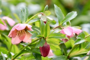 戸田川緑地、河津桜、3月の春の花、名古屋市港区の観光・撮影スポットの画像と写真