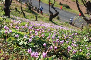 石巻西川カタクリ山、3月春の花、愛知県豊橋市の観光・撮影スポットの画像と写真