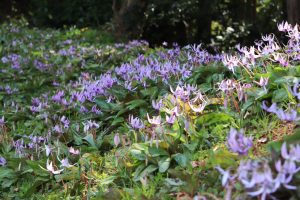 石巻西川カタクリ山、3月春の花、愛知県豊橋市の観光・撮影スポットの画像と写真