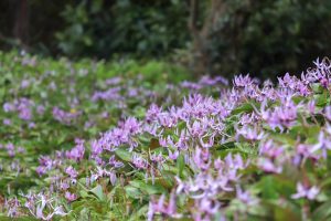 石巻西川カタクリ山、3月春の花、愛知県豊橋市の観光・撮影スポットの画像と写真