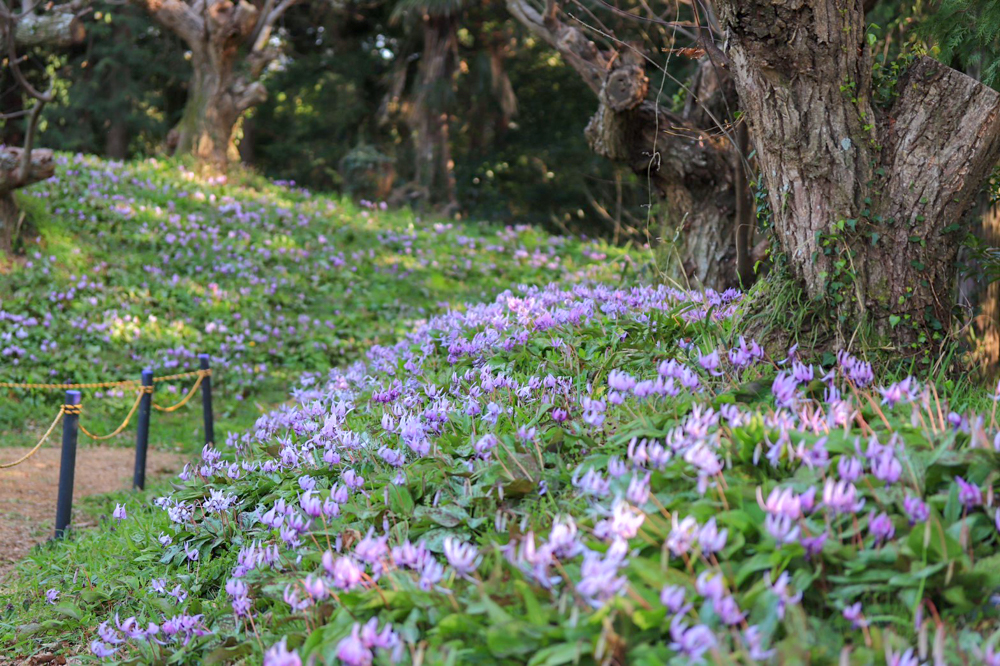 石巻西川カタクリ山、3月春の花、愛知県豊橋市の観光・撮影スポットの画像と写真