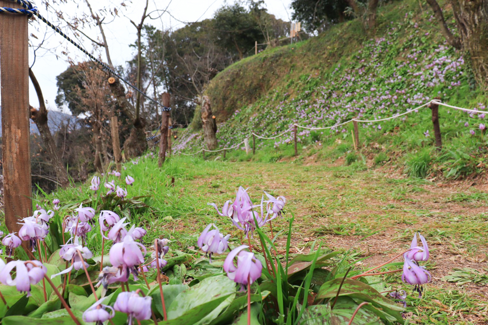 石巻西川カタクリ山、3月春の花、愛知県豊橋市の観光・撮影スポットの画像と写真