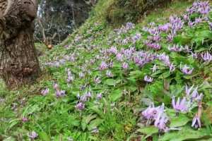 石巻西川カタクリ山、3月春の花、愛知県豊橋市の観光・撮影スポットの画像と写真