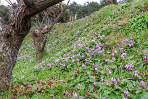 石巻西川カタクリ山、3月春の花、愛知県豊橋市の観光・撮影スポットの画像と写真
