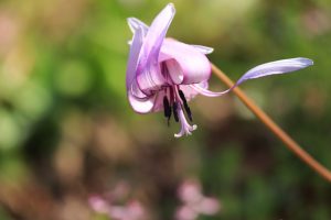 石巻西川カタクリ山、3月春の花、愛知県豊橋市の観光・撮影スポットの画像と写真