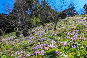 石巻西川カタクリ山、3月春の花、愛知県豊橋市の観光・撮影スポットの画像と写真