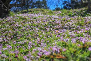 石巻西川カタクリ山、3月春の花、愛知県豊橋市の観光・撮影スポットの画像と写真
