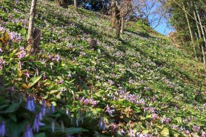石巻西川カタクリ山、3月春の花、愛知県豊橋市の観光・撮影スポットの画像と写真