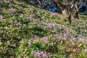 石巻西川カタクリ山、3月春の花、愛知県豊橋市の観光・撮影スポットの画像と写真