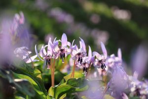 石巻西川カタクリ山、3月春の花、愛知県豊橋市の観光・撮影スポットの画像と写真