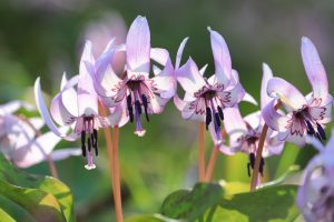 石巻西川カタクリ山、3月春の花、愛知県豊橋市の観光・撮影スポットの画像と写真