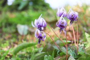 石巻西川カタクリ山、3月春の花、愛知県豊橋市の観光・撮影スポットの画像と写真