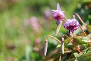 石巻西川カタクリ山、3月春の花、愛知県豊橋市の観光・撮影スポットの画像と写真