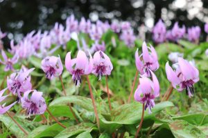石巻西川カタクリ山、3月春の花、愛知県豊橋市の観光・撮影スポットの画像と写真