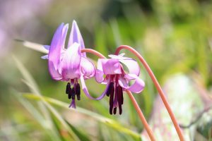 石巻西川カタクリ山、3月春の花、愛知県豊橋市の観光・撮影スポットの画像と写真