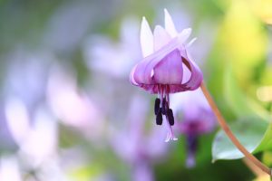 石巻西川カタクリ山、3月春の花、愛知県豊橋市の観光・撮影スポットの画像と写真