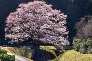 竹原薄墨桜公園、薄墨桜、3月春の花、三重県津市の観光・撮影スポットの画像と写真