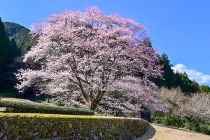 竹原薄墨桜公園、薄墨桜、3月春の花、三重県津市の観光・撮影スポットの画像と写真