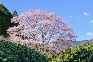 竹原薄墨桜公園、薄墨桜、3月春の花、三重県津市の観光・撮影スポットの画像と写真