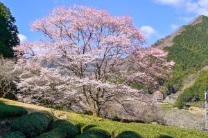 竹原薄墨桜公園、薄墨桜、3月春の花、三重県津市の観光・撮影スポットの画像と写真
