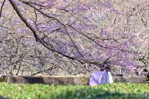 竹原薄墨桜公園、薄墨桜、3月春の花、三重県津市の観光・撮影スポットの画像と写真