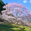 竹原薄墨桜公園、薄墨桜、3月春の花、三重県津市の観光・撮影スポットの画像と写真