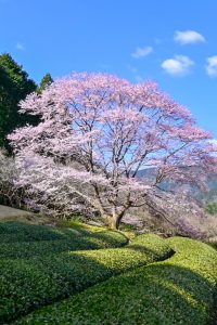 竹原薄墨桜公園、薄墨桜、3月春の花、三重県津市の観光・撮影スポットの画像と写真