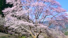竹原薄墨桜公園、薄墨桜、3月春の花、三重県津市の観光・撮影スポットの画像と写真