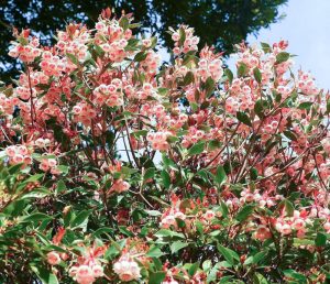 レッドヒルヒーサーの森、3月春の花、三重県津市の観光・撮影スポットの画像と写真