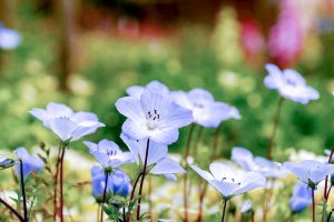 138タワーパーク、ネモフィラ、3月の春の花、愛知県一宮市の観光・撮影スポットの画像と写真