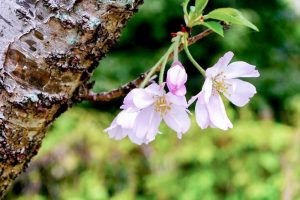 138タワーパーク、桜、3月の春の花、愛知県一宮市の観光・撮影スポットの画像と写真