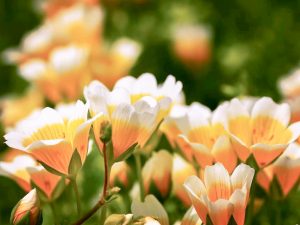 138タワーパーク、春の花、3月春の花、愛知県一宮市の観光・撮影スポットの画像と写真