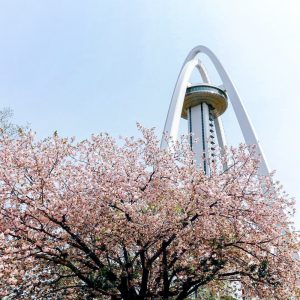 138タワーパーク、桜、3月の春の花、愛知県一宮市の観光・撮影スポットの画像と写真